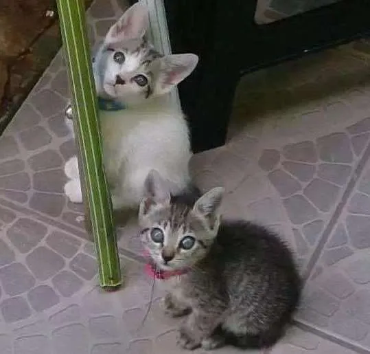 Gato ra a SRD idade Abaixo de 2 meses nome Sem nome 
