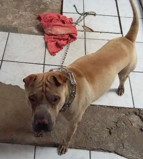 Cachorro ra a sharpei idade 3 anos nome lion