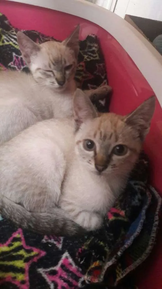 Gato ra a srd idade 2 a 6 meses nome filhotes do parque