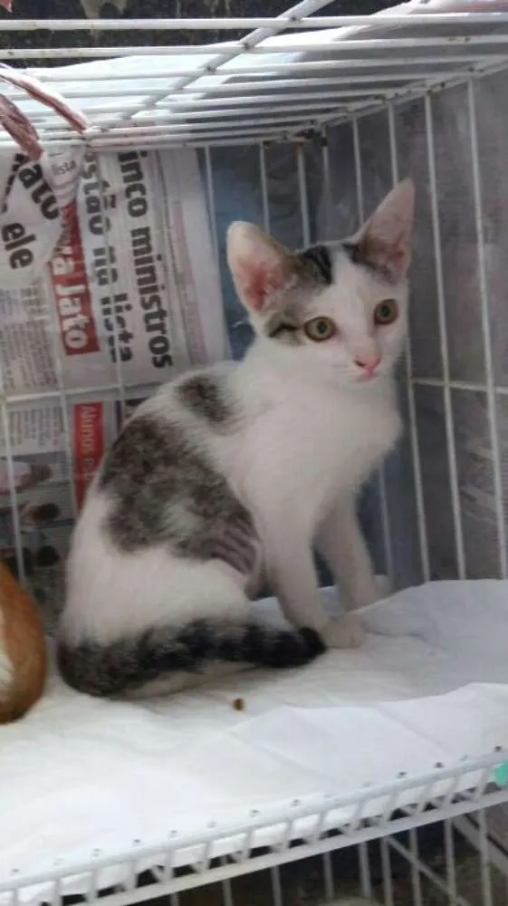 Gato ra a srd idade 2 a 6 meses nome filhotes do parque