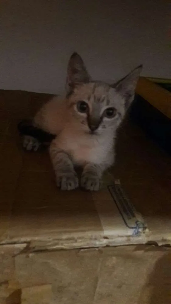 Gato ra a srd idade 2 a 6 meses nome filhotes do parque