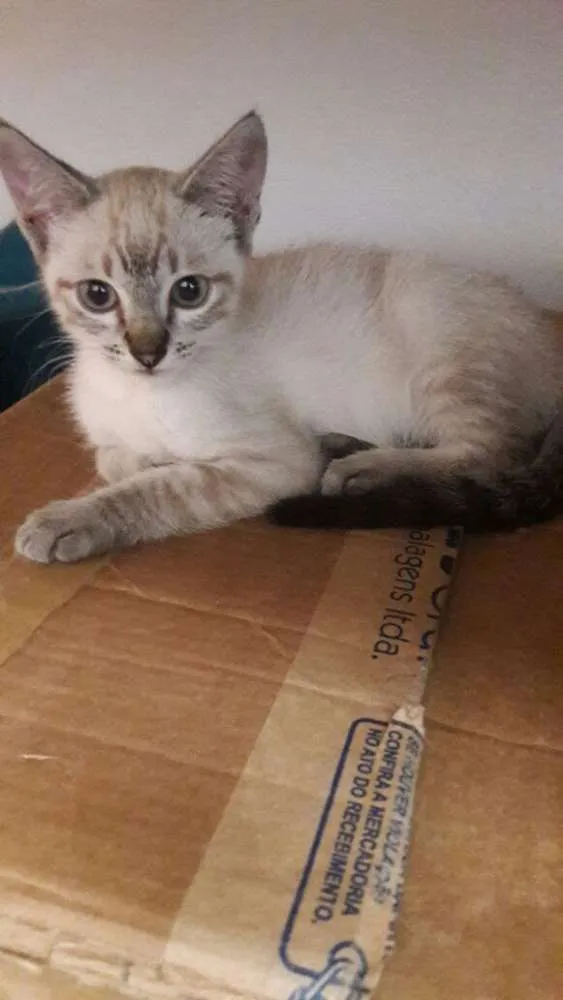 Gato ra a srd idade 2 a 6 meses nome filhotes do parque