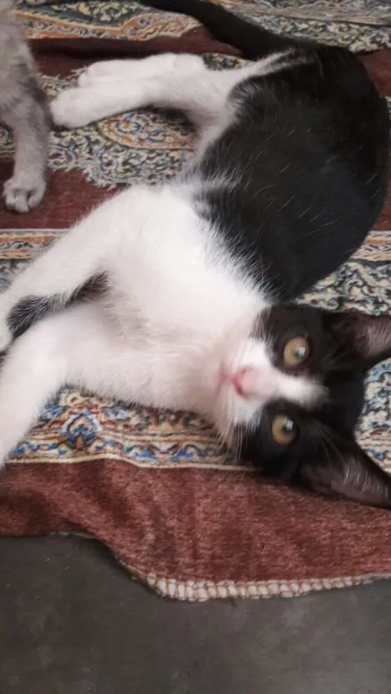 Gato ra a srd idade 2 a 6 meses nome filhotes do parque