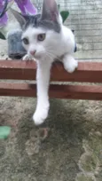 filhotes do parque