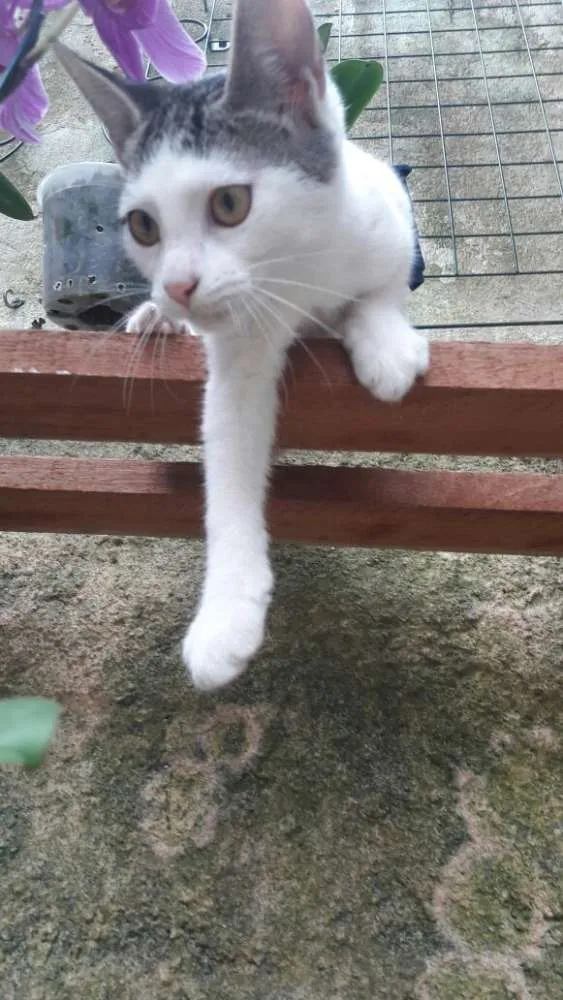 Gato ra a srd idade 2 a 6 meses nome filhotes do parque