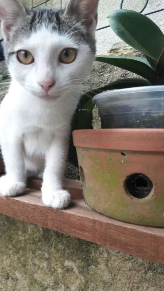 Gato ra a srd idade 2 a 6 meses nome filhotes do parque
