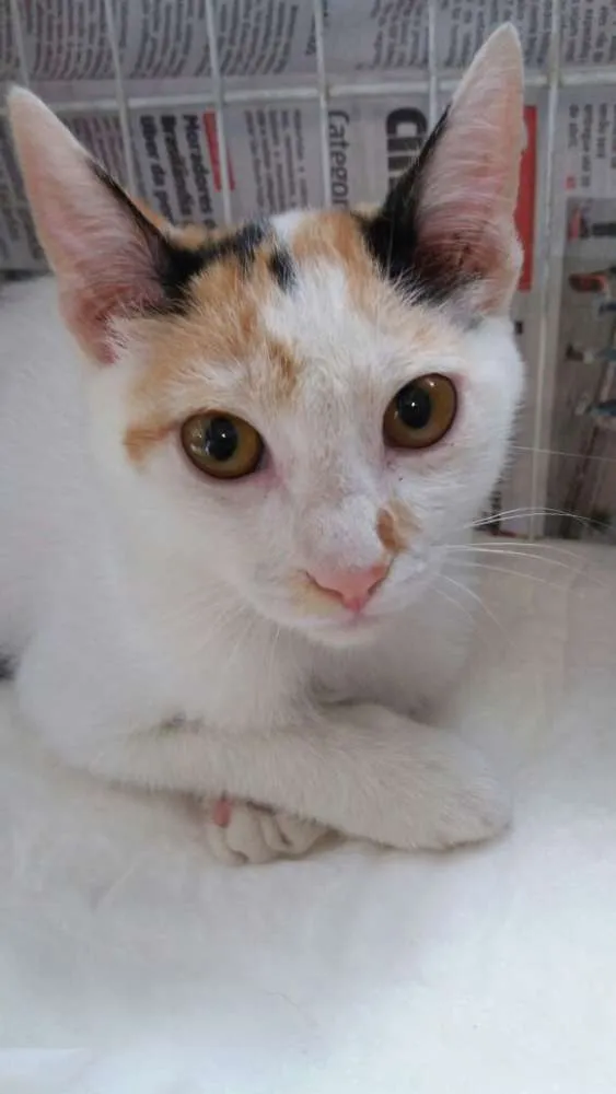 Gato ra a srd idade 2 a 6 meses nome filhotes do parque