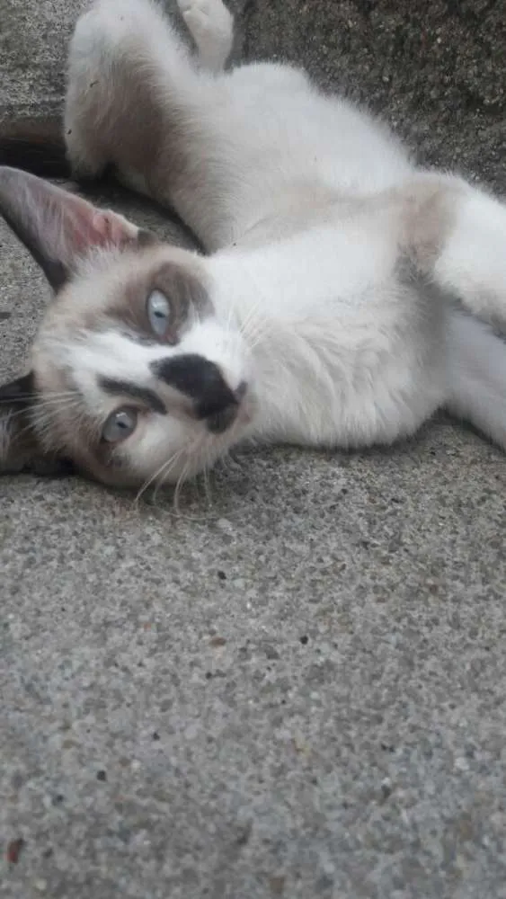 Gato ra a srd idade 2 a 6 meses nome filhotes do parque