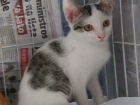 Gato ra a srd idade 2 a 6 meses nome filhotes do parque