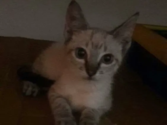 Gato ra a srd idade 2 a 6 meses nome filhotes do parque