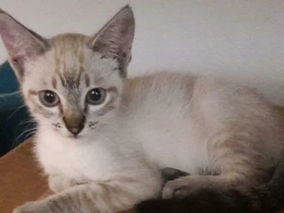 Gato ra a srd idade 2 a 6 meses nome filhotes do parque