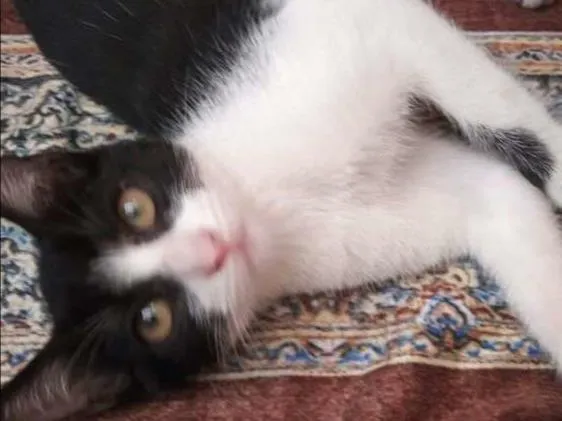 Gato ra a srd idade 2 a 6 meses nome filhotes do parque