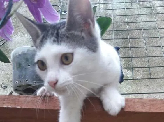 Gato ra a srd idade 2 a 6 meses nome filhotes do parque