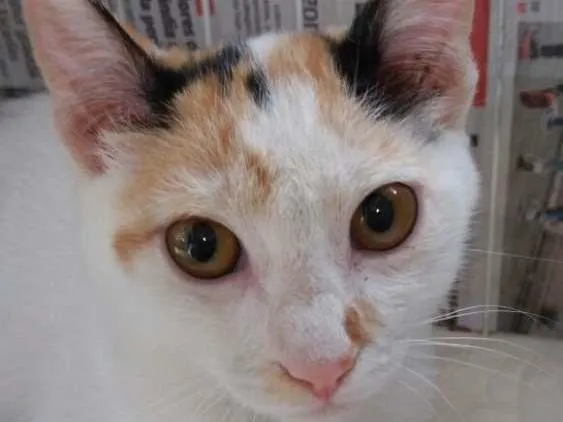 Gato ra a srd idade 2 a 6 meses nome filhotes do parque