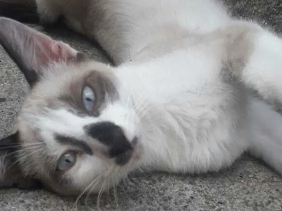 Gato ra a srd idade 2 a 6 meses nome filhotes do parque