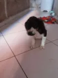 bob