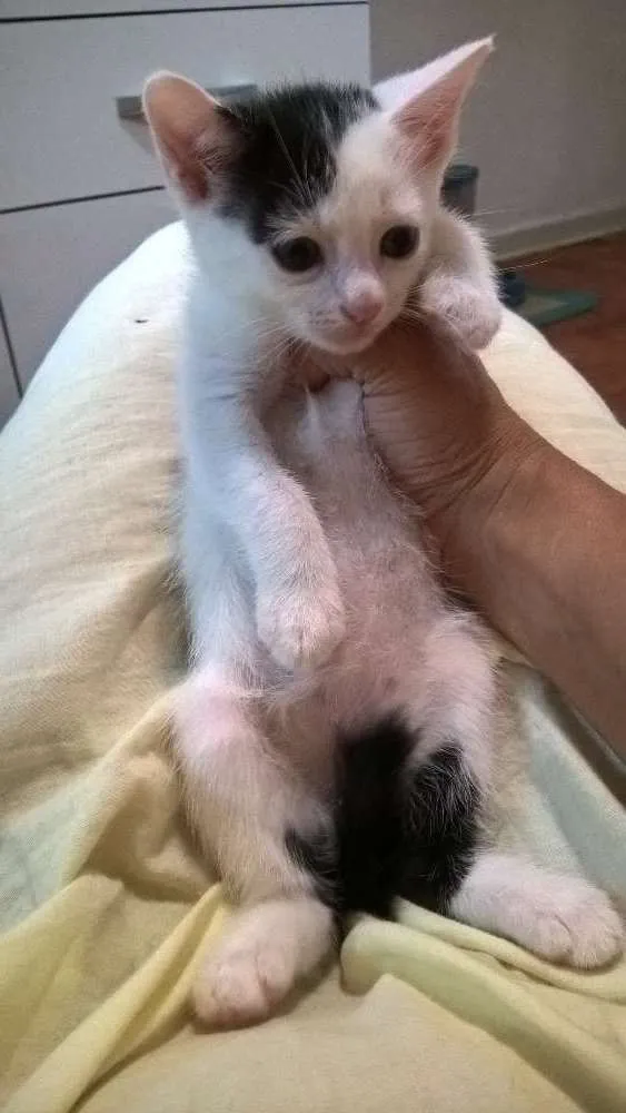 Gato ra a srd idade 2 a 6 meses nome Nivea