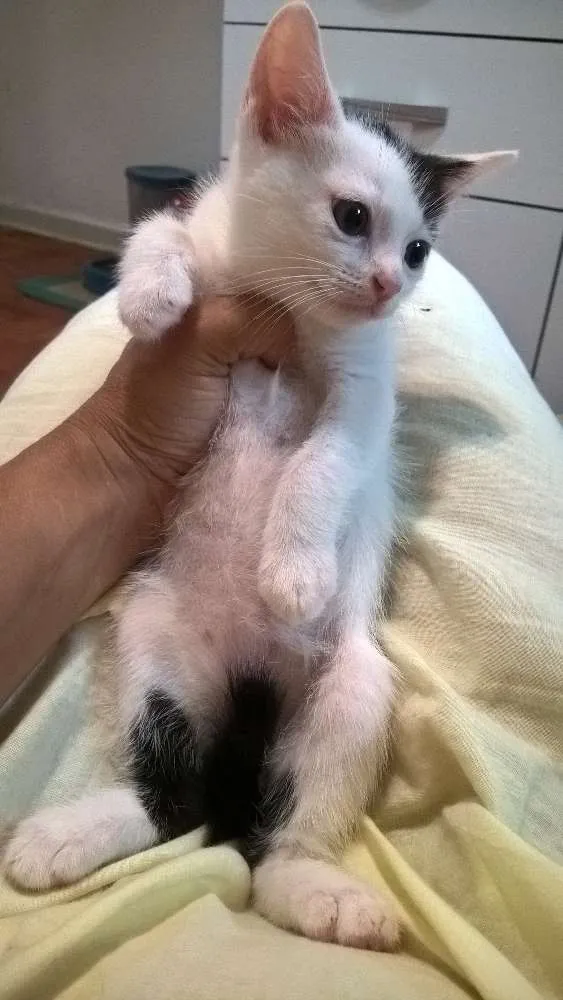 Gato ra a srd idade 2 a 6 meses nome Nivea