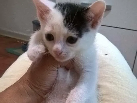 Gato ra a srd idade 2 a 6 meses nome Nivea