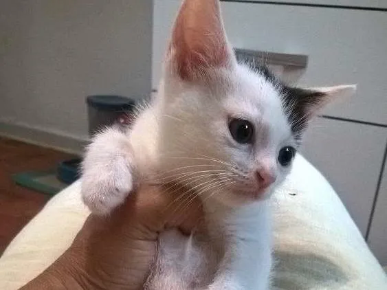 Gato ra a srd idade 2 a 6 meses nome Nivea