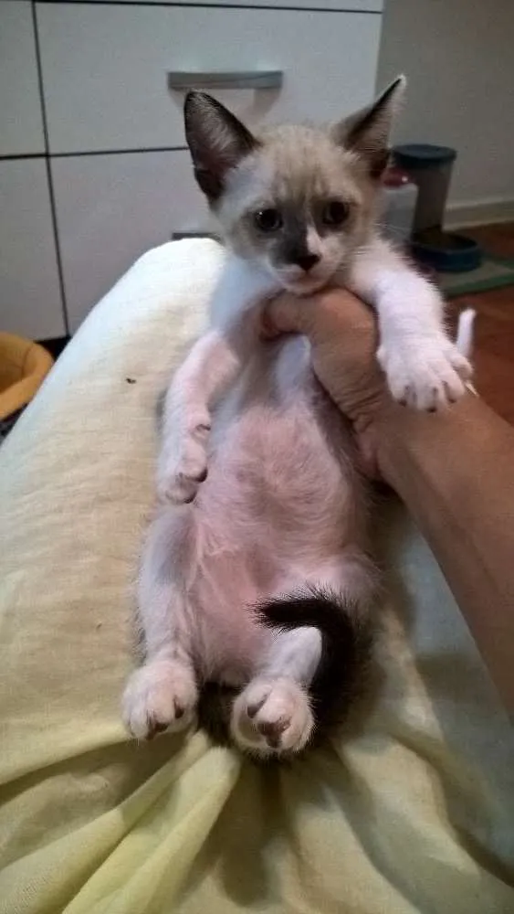 Gato ra a srd idade 2 a 6 meses nome Crema