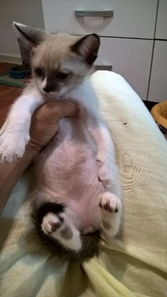 Gato ra a srd idade 2 a 6 meses nome Crema