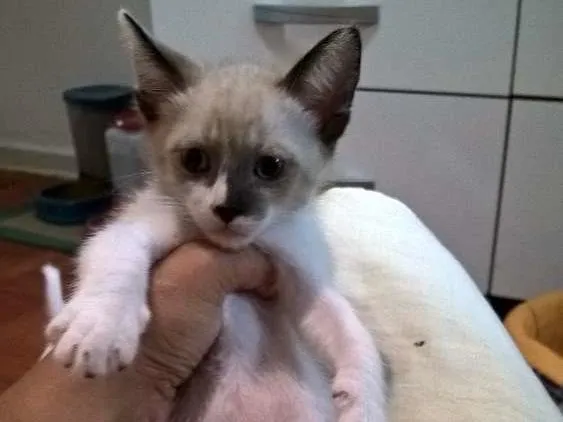 Gato ra a srd idade 2 a 6 meses nome Crema