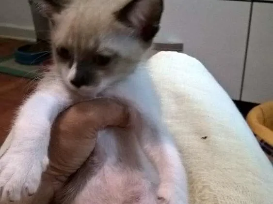 Gato ra a srd idade 2 a 6 meses nome Crema