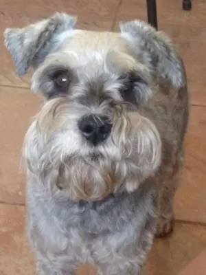 Cachorro raça schnauzer idade 4 anos nome Ody