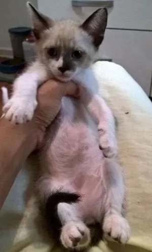 Gato raça srd idade 2 a 6 meses nome Crema