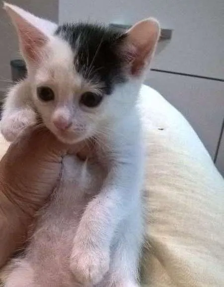 Gato ra a srd idade 2 a 6 meses nome Nivea