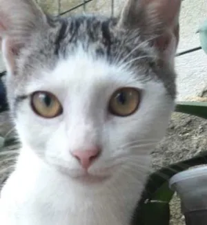 Gato raça srd idade 2 a 6 meses nome filhotes do parque