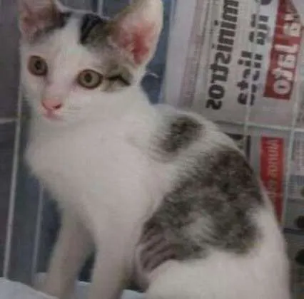 Gato ra a srd idade 2 a 6 meses nome filhotes do parque