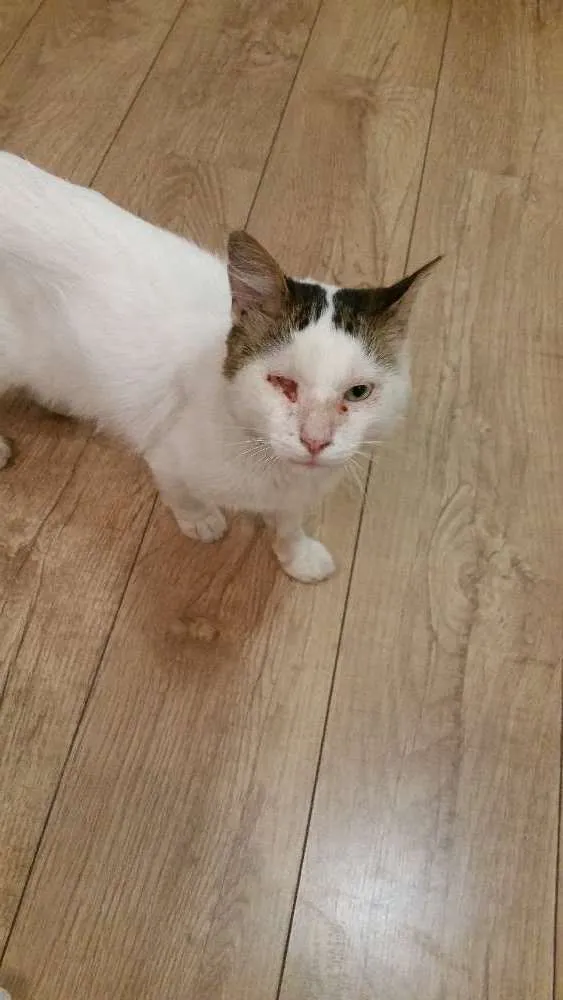Gato ra a SRD idade 3 anos nome Zé 