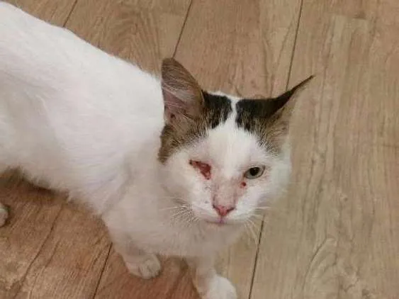 Gato ra a SRD idade 3 anos nome Zé 