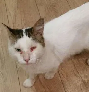 Gato raça SRD idade 3 anos nome Zé 