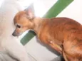 Toy