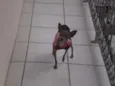 Toy