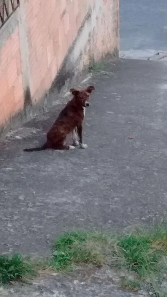 Cachorro raça Viralata idade 2 a 6 meses nome Sem nome