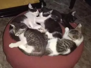 Gato raça Americano idade 2 a 6 meses nome Filhotinhos