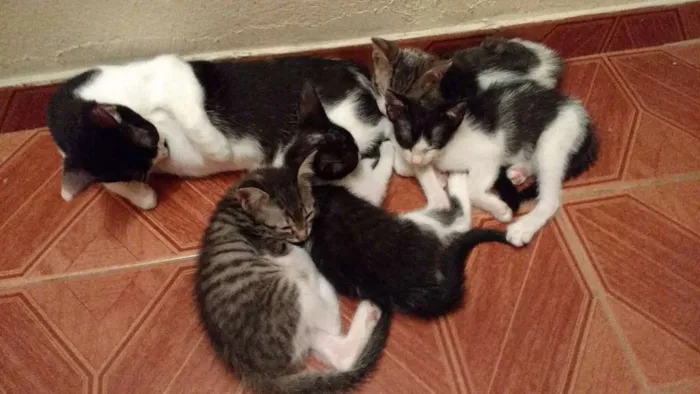 Gato raça Americano idade 2 a 6 meses nome Filhotinhos