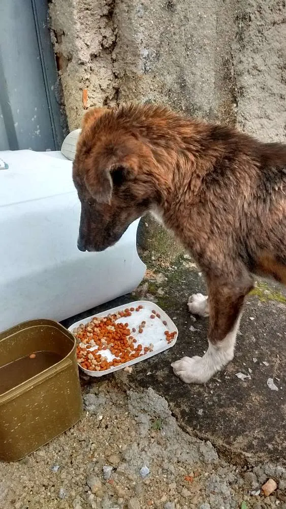 Cachorro raça Viralata idade 2 a 6 meses nome Sem nome