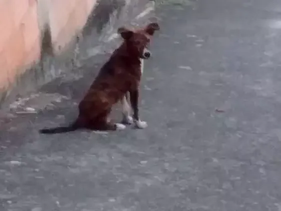 Cachorro raça Viralata idade 2 a 6 meses nome Sem nome
