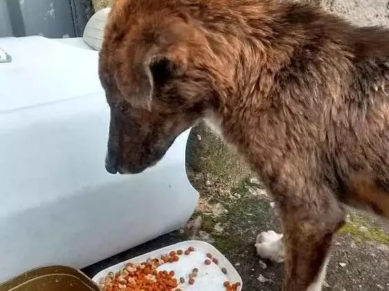 Cachorro raça Viralata idade 2 a 6 meses nome Sem nome