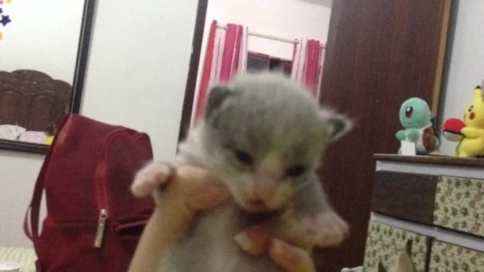 Gato raça  idade Abaixo de 2 meses nome Não definido
