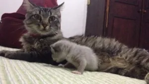 Gato raça  idade Abaixo de 2 meses nome Não definido