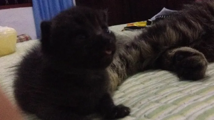 Gato raça  idade Abaixo de 2 meses nome Não definido