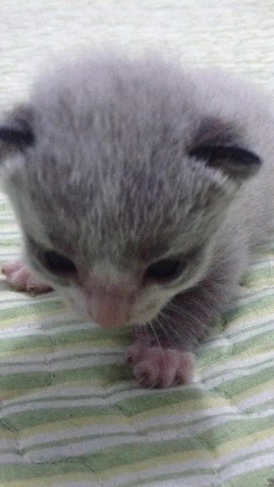 Gato raça  idade Abaixo de 2 meses nome Não definido
