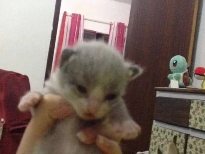 Gato raça  idade Abaixo de 2 meses nome Não definido