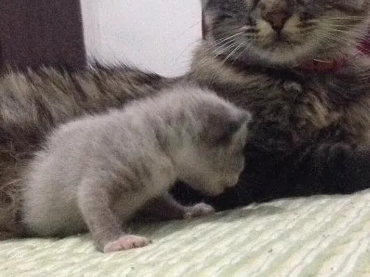 Gato raça  idade Abaixo de 2 meses nome Não definido